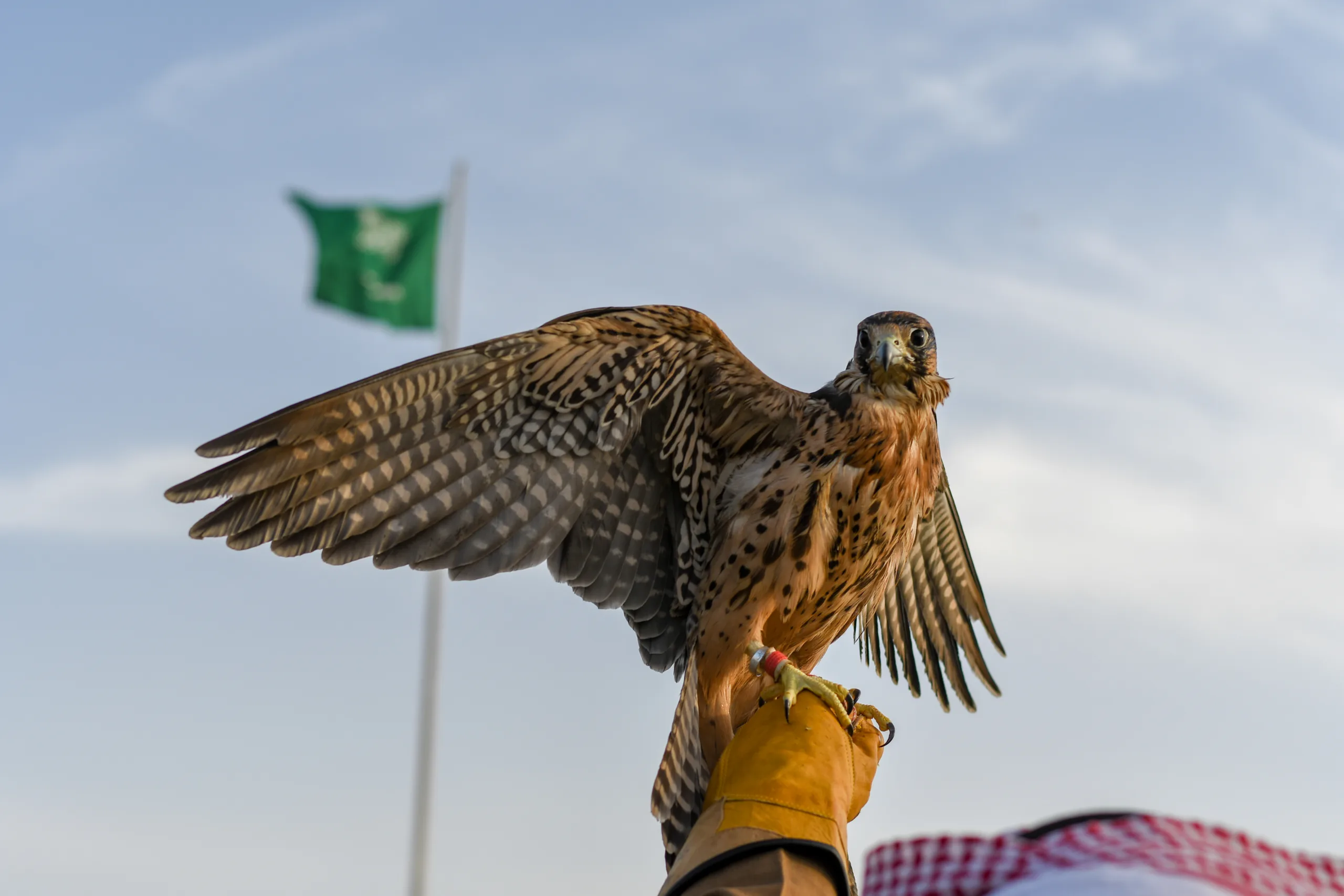 Saudi Falcons and Hunting Expo 2025 opens in Riyadh with strong Chinese participation