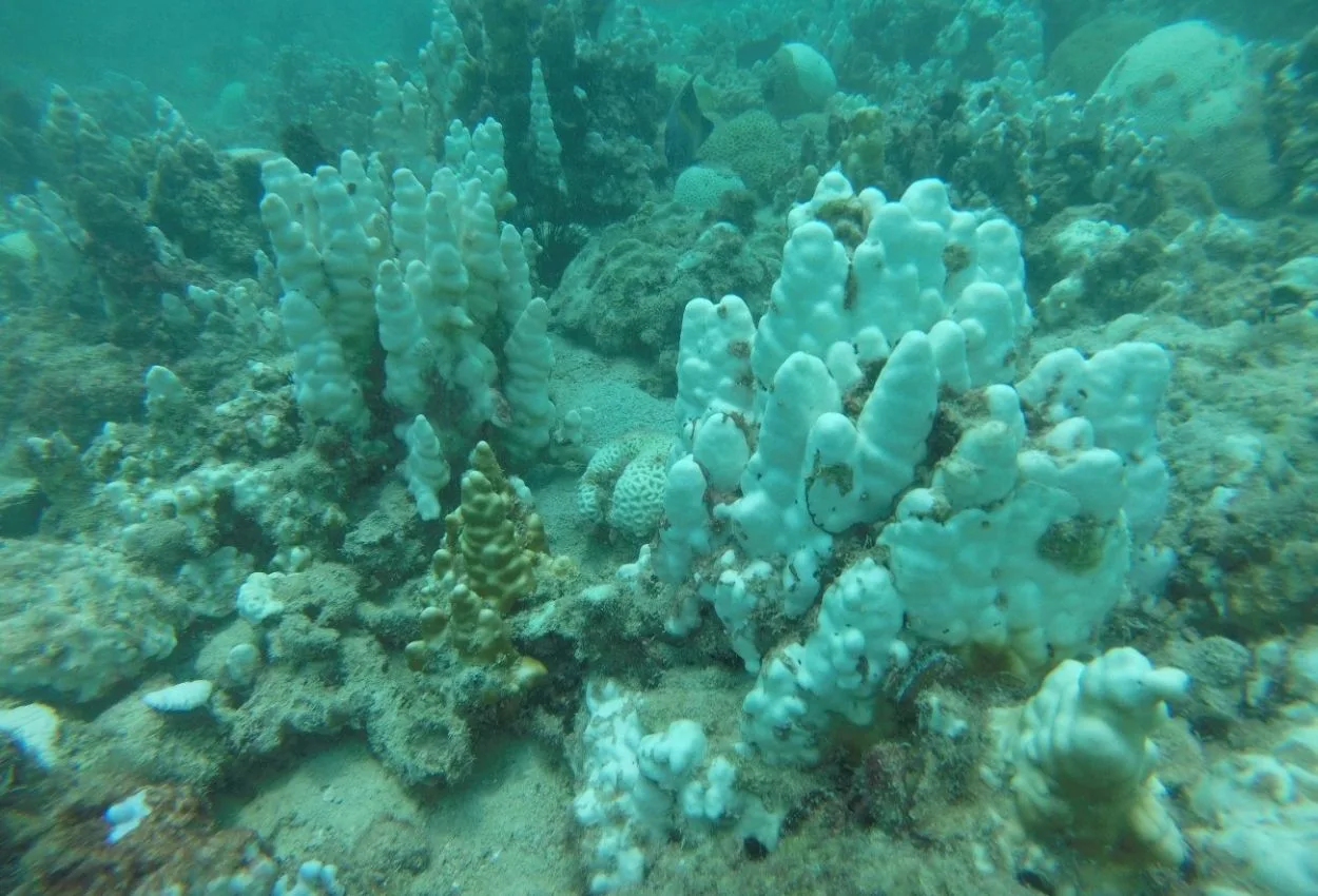 Coral Reefs NYUAD Arabian Gulf