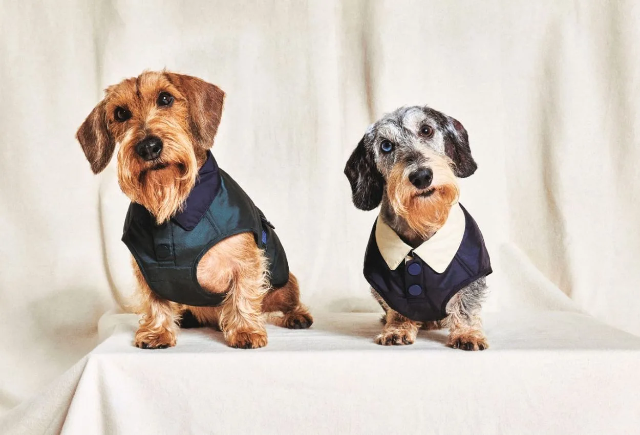 Giorgio Armani expands Poldo Dog Couture collection with stylish second chapter