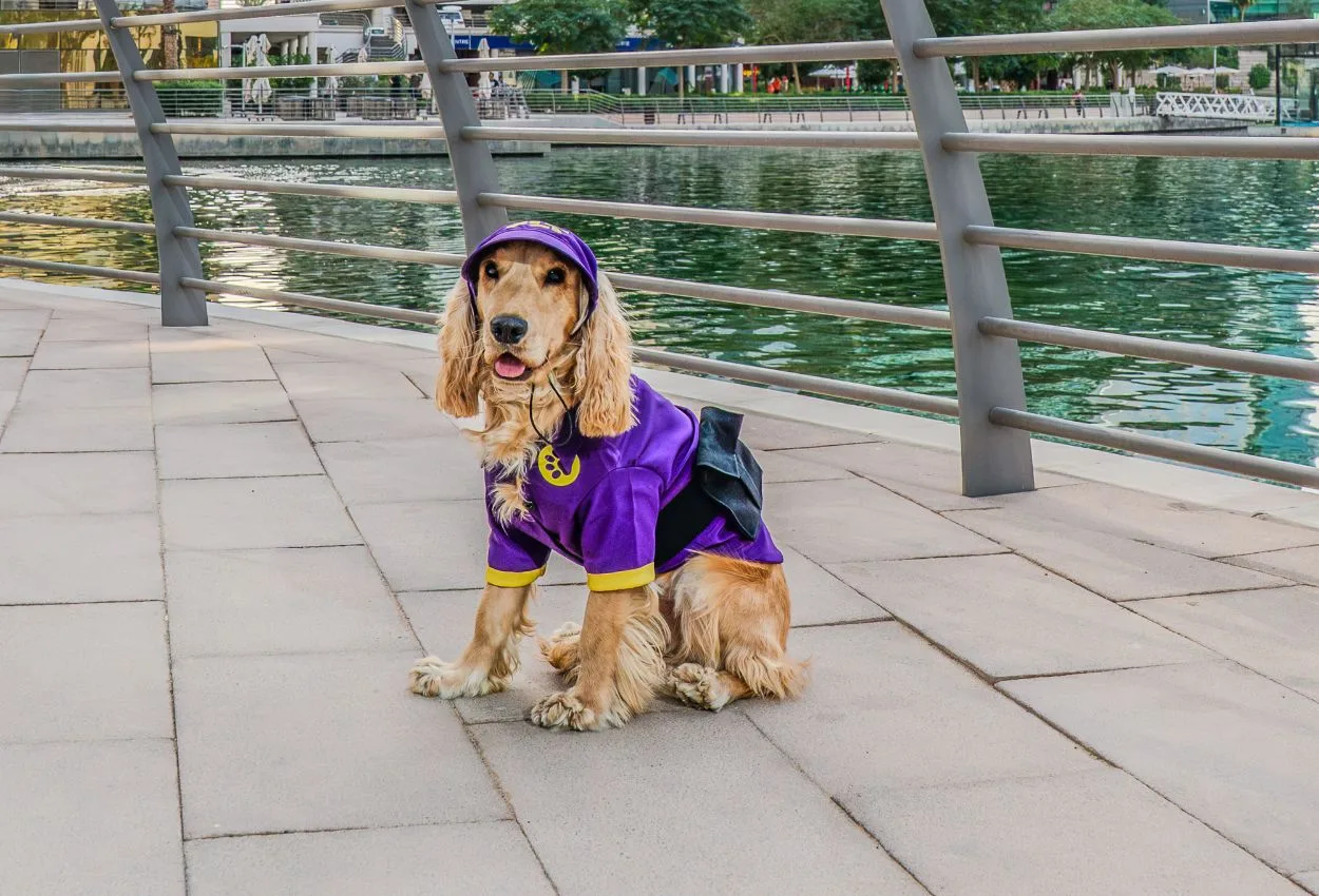 Chief Dog Officer at JLT - Chase