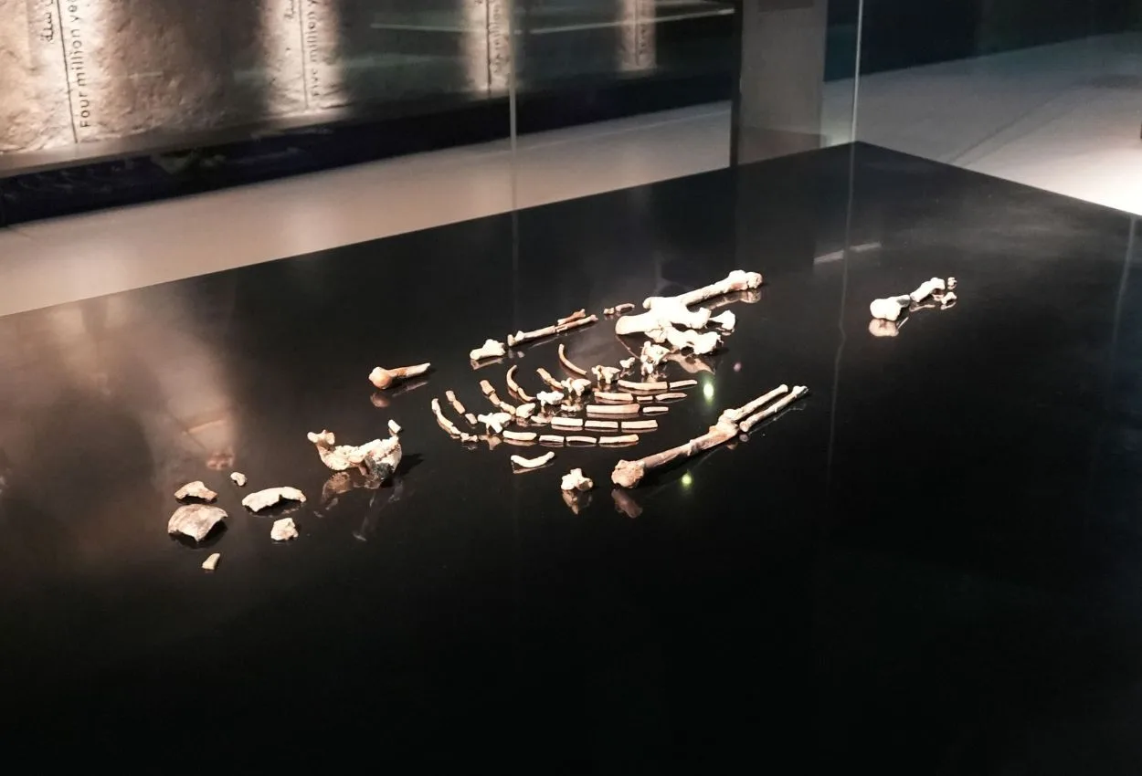Visit Lucy in Abu Dhabi: 3.2-million-year-old fossil to stays longer at Natural History Museum