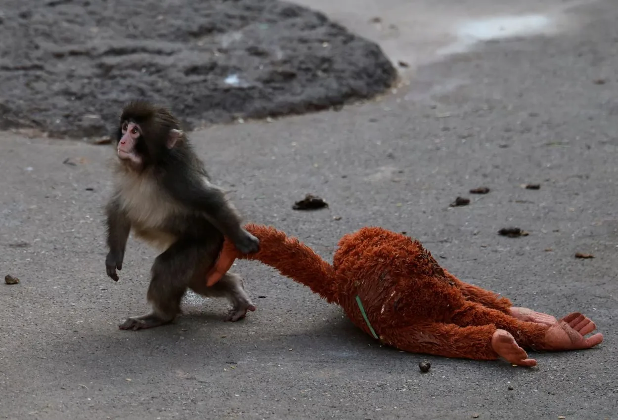 Google rolls out heart animation for Punch the Monkey as searches surge worldwide