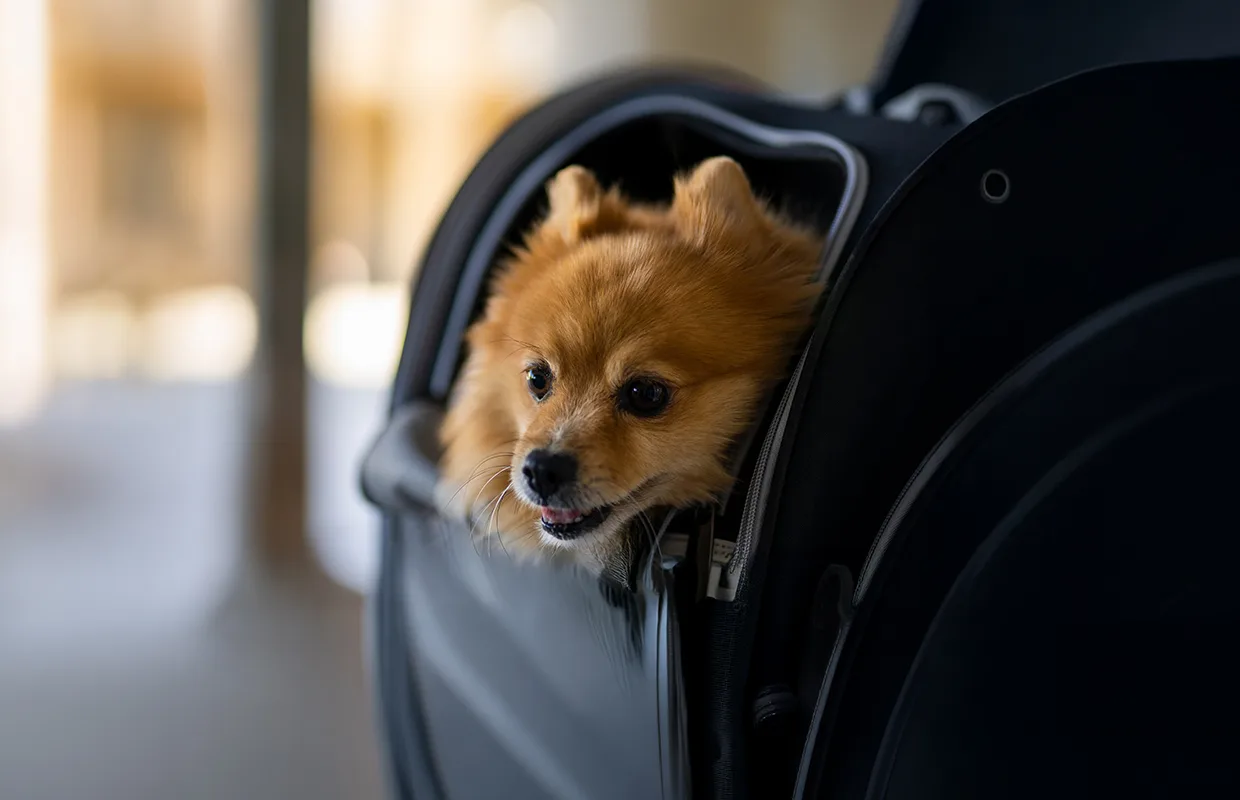 Etihad Airways cuts pets onboard fare to $399 per segment for limited period