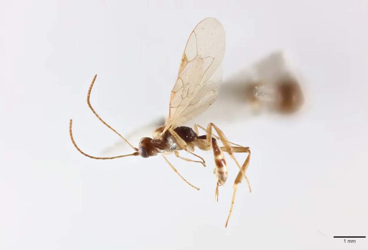 David Attenborough turns 100: Scientists name new parasitic wasp genus after conservation legend