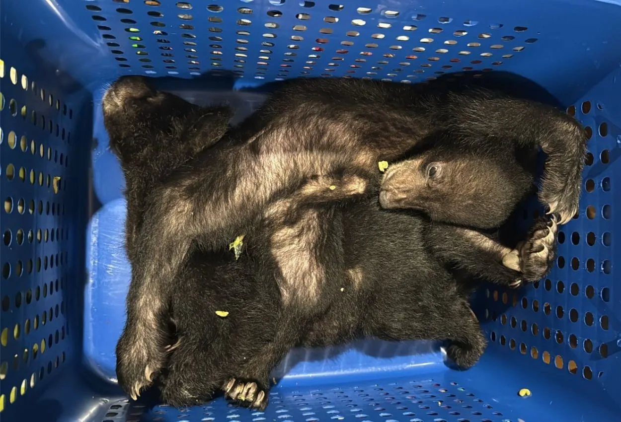 Dubai Customs uncovers dead endangered bears hidden in passenger’s luggage at DXB airport