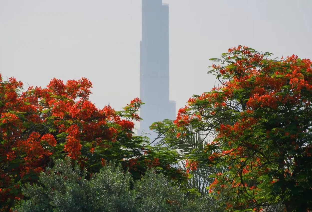 Sheikh Hamdan orders mass Flame Tree planting across Dubai streets, homes, parks
