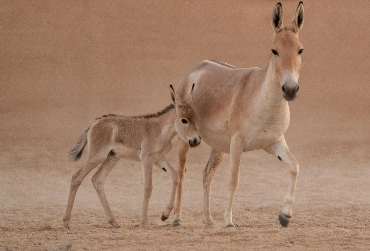 Saudi reserve marks first onager birth on its soil in a century
