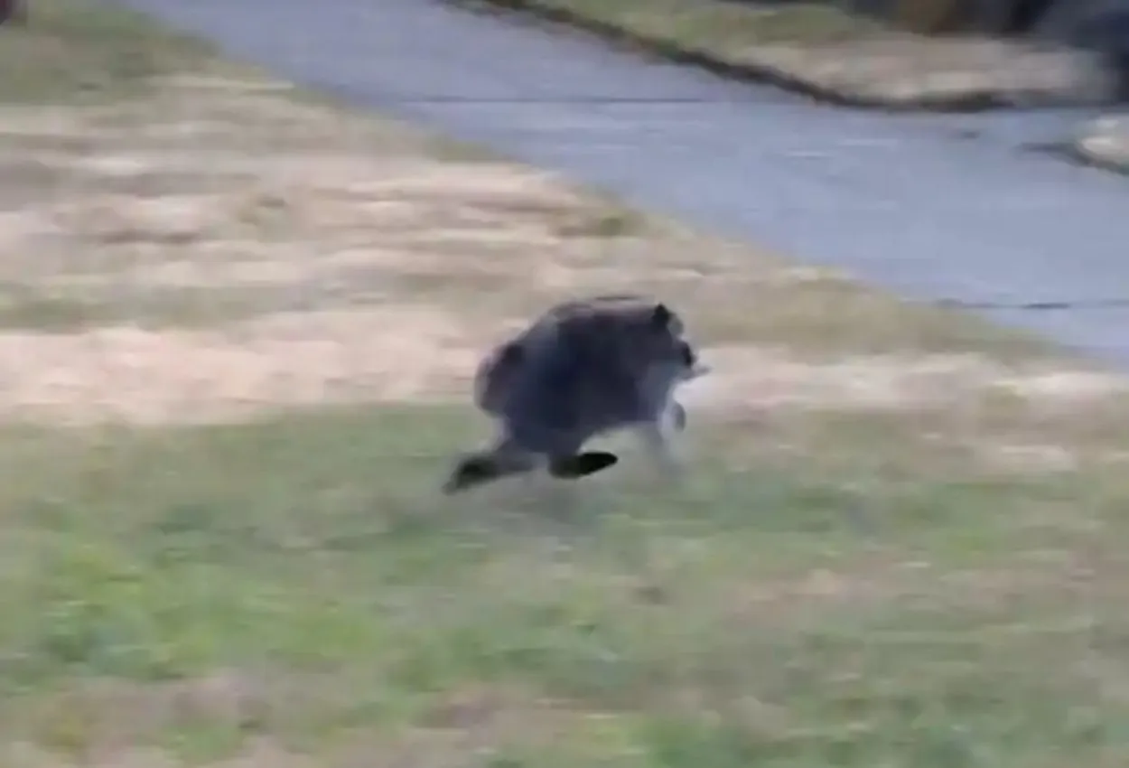 Jimothy the raccoon is the internet’s latest animal obsession