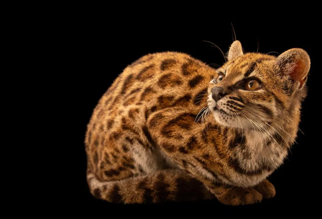Scientists name first new cat species in a century