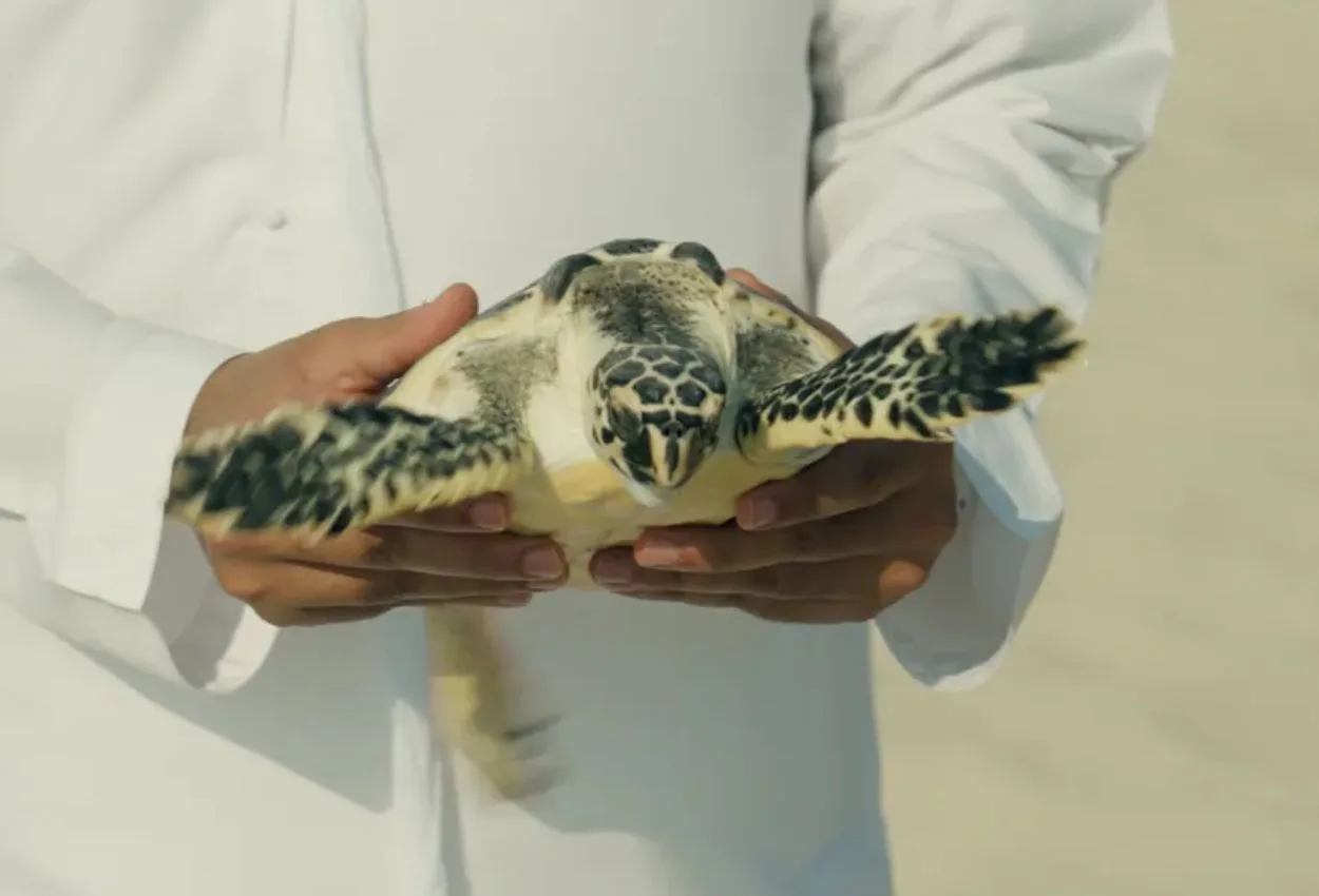 Yas SeaWorld rescue centre logs 800+ animal intakes in three years