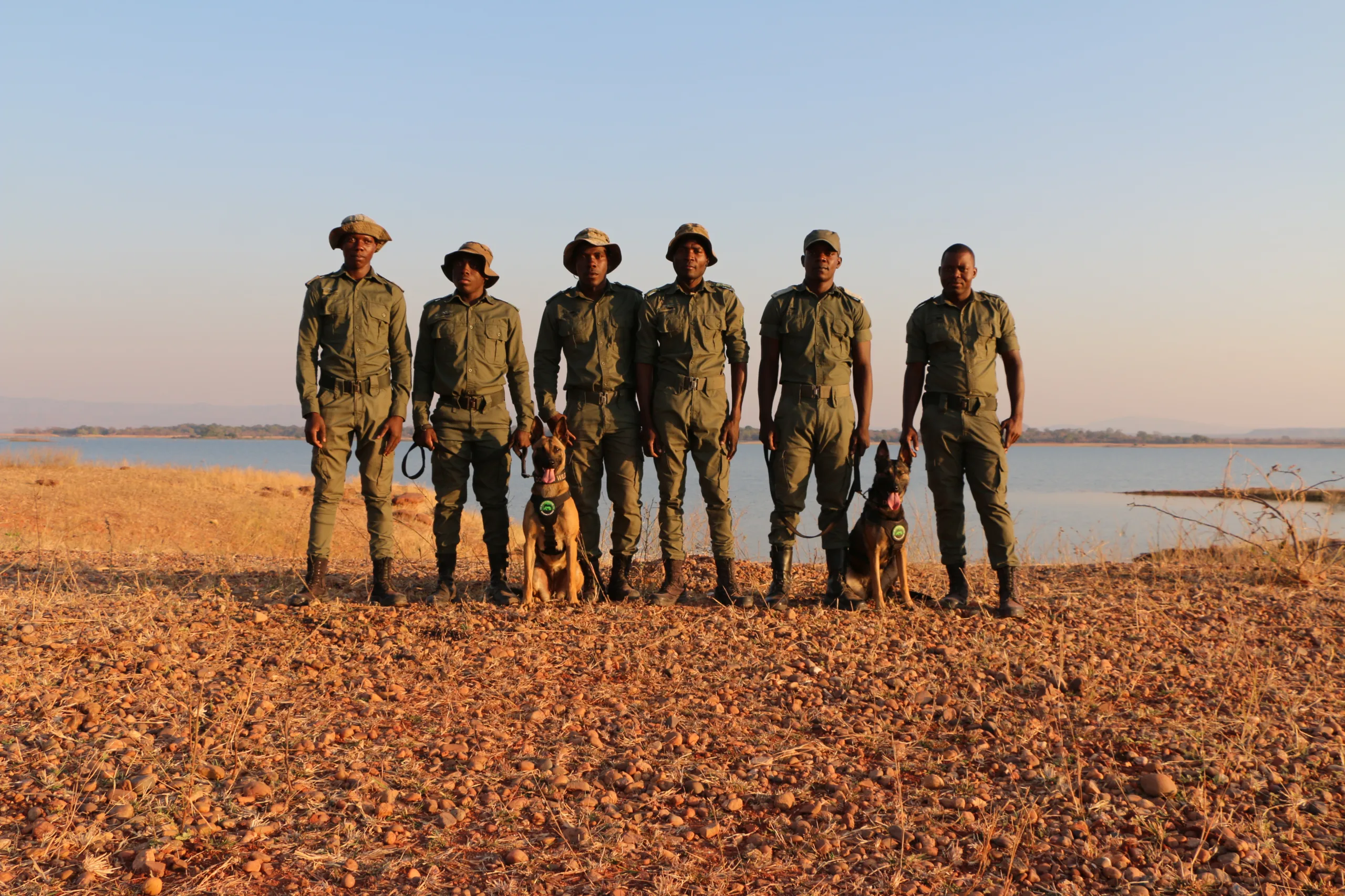 Emirates SkyCargo flies two anti-poaching dogs to Zimbabwe
