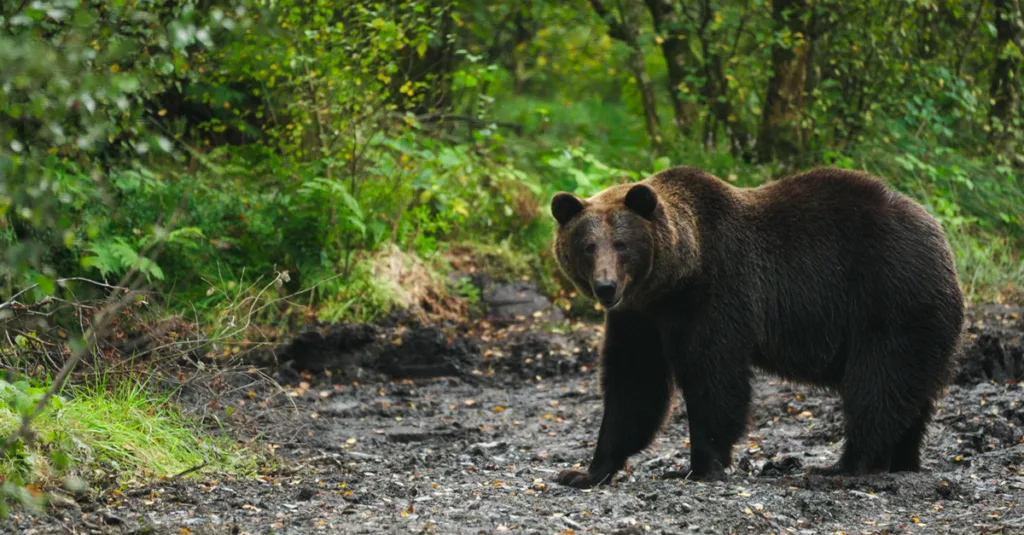 Bu bear Etihad Cargo