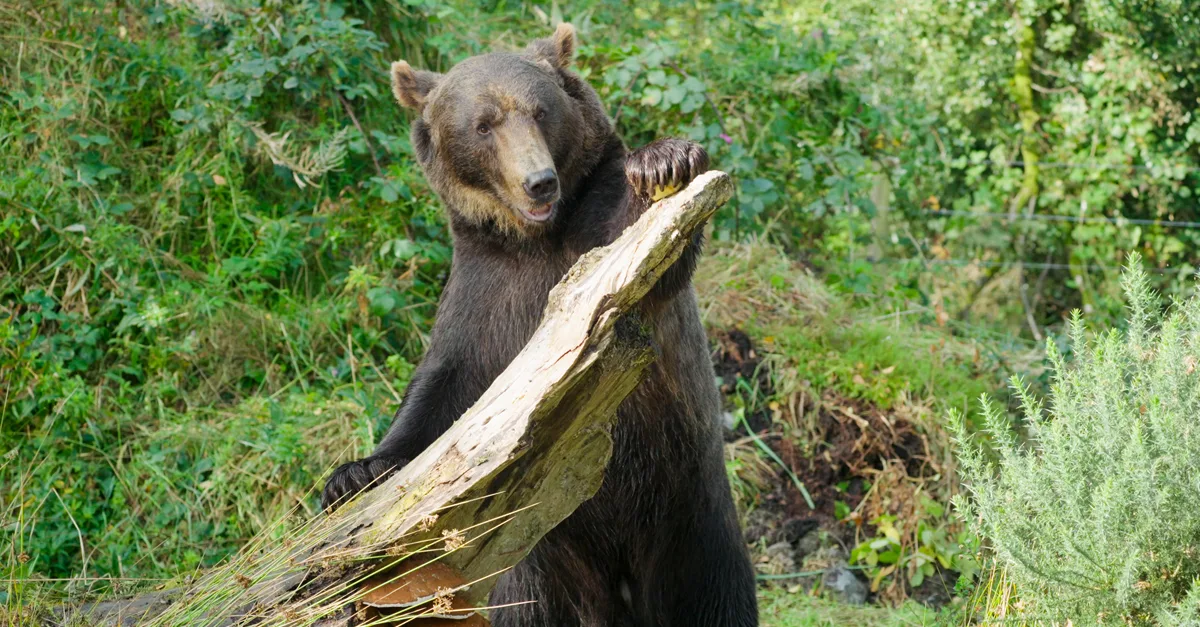 Etihad Cargo flies two rescued bears from Russia to Ireland