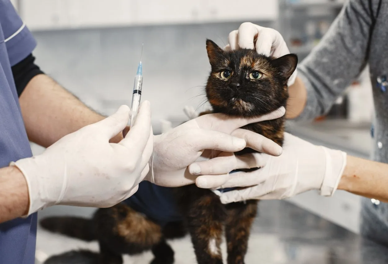UAE bans veterinary use of popular antibiotic ciprofloxacin from November