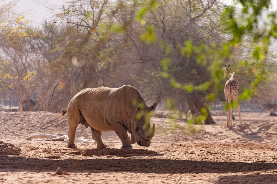 Dubai Safari Park opens Season 8 on 12 October