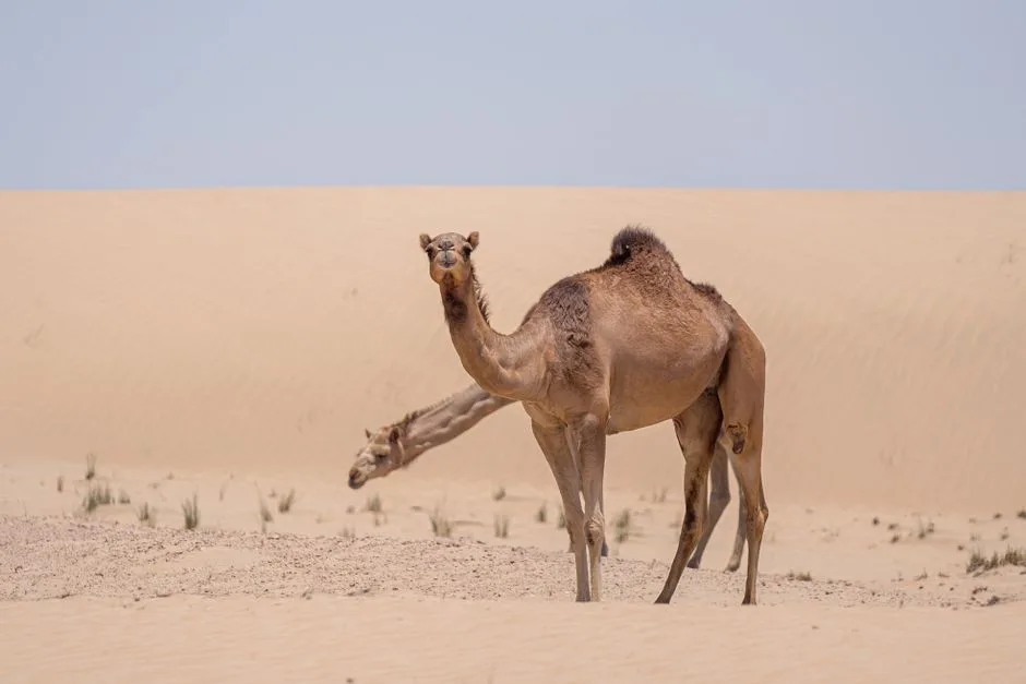 Zayed National Museum opens world’s first major camel history show